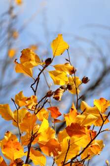 CAMARA CANON EOS R50 BK 18-45 F4.5-6.3 STM