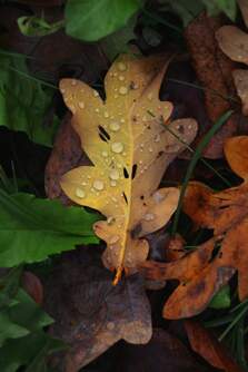 CAMARA CANON EOS R50 BK 18-45 F4.5-6.3 STM